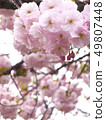 Cherry Blossoms	 49807448