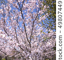 Cherry Blossoms	 49807449