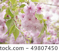 Cherry Blossoms	 49807450