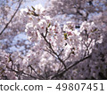 Cherry Blossoms	 49807451