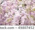 Cherry Blossoms	 49807452
