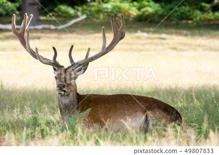Sit on the grass and take a rest at Richmond Park, England 49807833