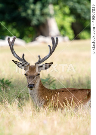 Sit on the grass and take a rest at Richmond Park, England Sit on the grass and take a rest at Richmond Park, England 49807839