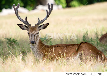 Sit on the grass and take a rest at Richmond Park, England Sit on the grass and take a rest at Richmond Park, England 49807840