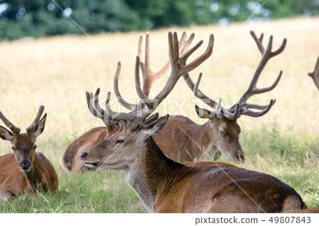 Sitting on the lawn and having a rest At Richmond Park, England Sitting on the lawn and having a rest At Richmond Park, England 49807843