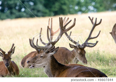 Sitting on the lawn and having a rest At Richmond Park, England 49807844