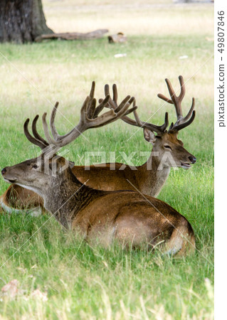 Sitting on the lawn and having a rest At Richmond Park, England Sitting on the lawn and having a rest At Richmond Park, England 49807846