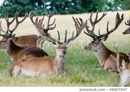 Sitting on the lawn and having a rest At Richmond Park, England Sitting on the lawn and having a rest At Richmond Park, England 49807847
