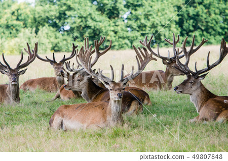 Sitting on the lawn and having a rest At Richmond Park, England Sitting on the lawn and having a rest At Richmond Park, England 49807848
