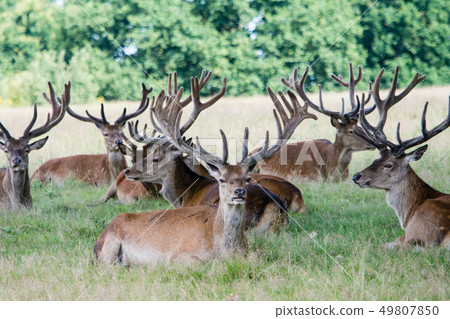 Sitting on the lawn and having a rest At Richmond Park, England Sitting on the lawn and having a rest At Richmond Park, England 49807850