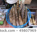 Bamboo shoots, bamboo shoots, bamboo 49807969