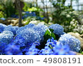 繡球 49808191