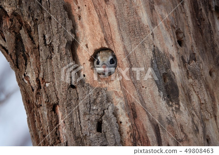 Ezo momonga to put out a face from a burrow 49808463