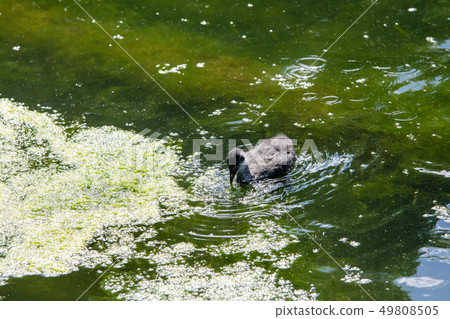 Waterfowl kid swimming in pond with moss floating 49808505