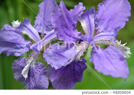 Ichihatsu's flowers Ichihatsu's flowers 49808604