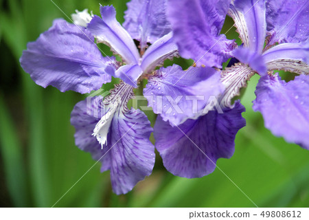 Ichihatsu's flowers Ichihatsu's flowers 49808612