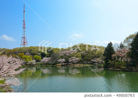 櫻花和電視塔盛開在Mitsuike公園 櫻花和電視塔盛開在Mitsuike公園 49808763
