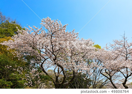 Saku Somei Yoshino在Mitsuike Park盛開 Saku Somei Yoshino在Mitsuike Park盛開 49808764