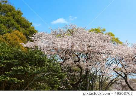 Saku Somei Yoshino在Mitsuike Park盛開 Saku Somei Yoshino在Mitsuike Park盛開 49808765