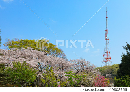 櫻花和電視塔盛開在Mitsuike公園 櫻花和電視塔盛開在Mitsuike公園 49808766