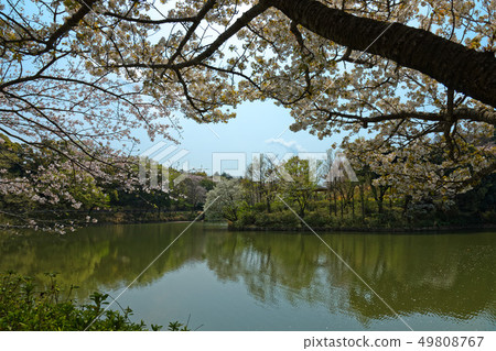 The scenery that shines in the cherry blossoms and the water surface of the full bloom of Mitsuikekoen The scenery that shines in the cherry blossoms and the water surface of the full bloom of Mitsuikekoen 49808767