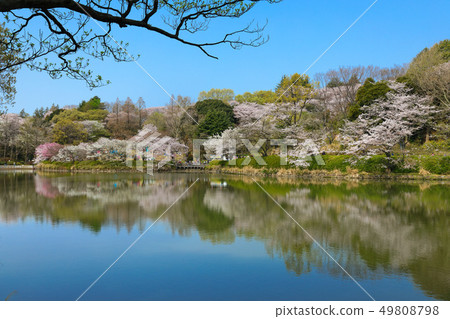The scenery that shines in the cherry blossoms and the water surface of the full bloom of Mitsuikekoen 49808798