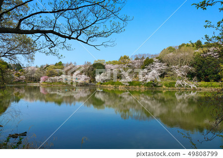 在櫻花和Mitsuikekoen盛開的水面照耀的風景 49808799