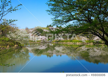 The scenery that shines in the cherry blossoms and the water surface of the full bloom of Mitsuikekoen The scenery that shines in the cherry blossoms and the water surface of the full bloom of Mitsuikekoen 49808806
