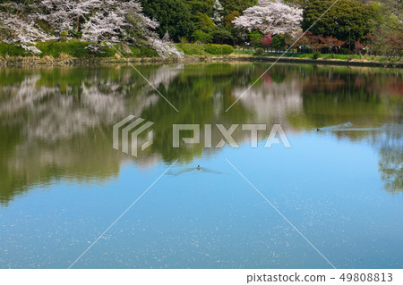 The scenery that shines on the cherry blossoms and water surface of the full bloom of Mitsuikekoen The scenery that shines on the cherry blossoms and water surface of the full bloom of Mitsuikekoen 49808813