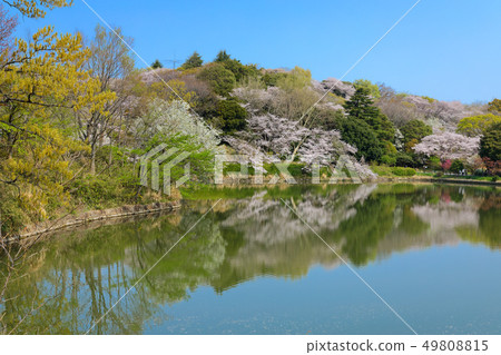 在櫻花和Mitsuikekoen盛開的水面照耀的風景 49808815