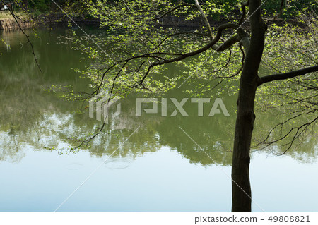 Landscape that shines in fresh green and the water surface in young leaves of Mitsuko Pond Park 49808821