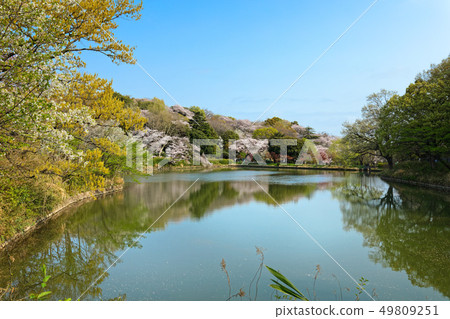 在櫻花和Mitsuikekoen盛開的水面照耀的風景 在櫻花和Mitsuikekoen盛開的水面照耀的風景 49809251