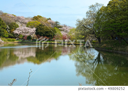 The scenery that shines in the cherry blossoms and the water surface of the full bloom of Mitsuikekoen The scenery that shines in the cherry blossoms and the water surface of the full bloom of Mitsuikekoen 49809252