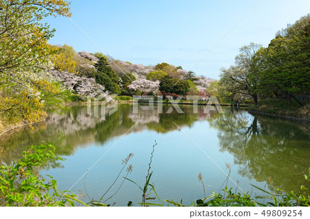 在櫻花和Mitsuikekoen盛開的水面照耀的風景 在櫻花和Mitsuikekoen盛開的水面照耀的風景 49809254