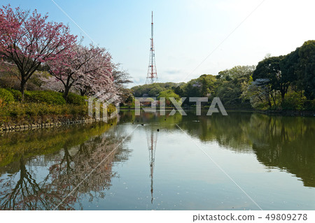 Cherry blossoms and TV tower in full bloom in Mitsuike Park 49809278
