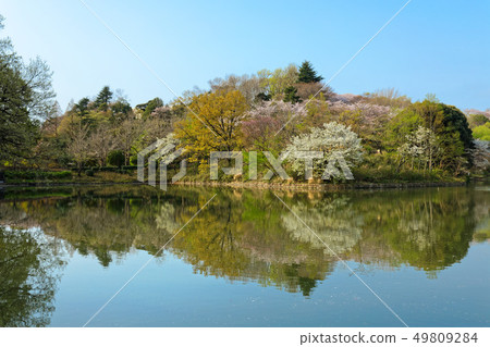 在櫻花和Mitsuikekoen盛開的水面照耀的風景 49809284