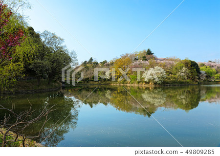在櫻花和Mitsuikekoen盛開的水面照耀的風景 49809285