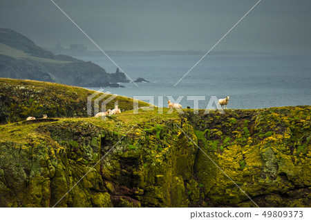 Steep Cliffs With Calm Sheep At The Spectacular Co Steep Cliffs With Calm Sheep At The Spectacular Co 49809373