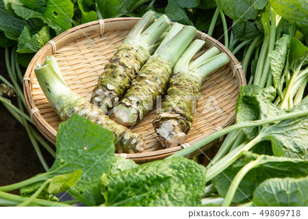 Live wasabi 49809718