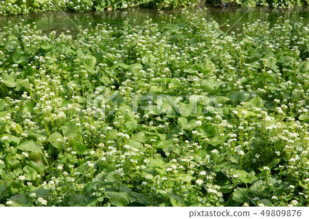 Wasabi field 49809876