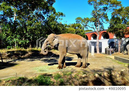 Yokohama zoorasia zoo indo elephant 49810095