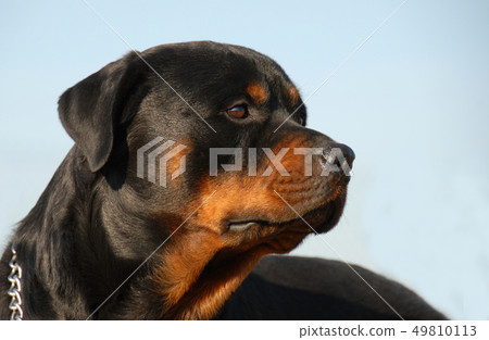rottweiler rottweiler 49810113