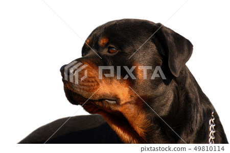 rottweiler 49810114