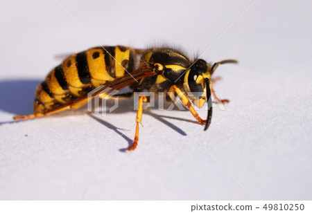 wasp wasp 49810250