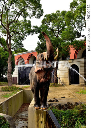 橫濱Zourosia動物園印度象 49810481