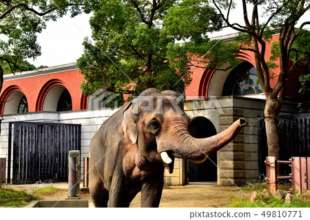 橫濱Zourosia動物園印度象 49810771