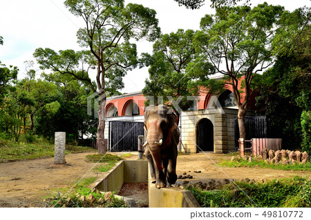 橫濱Zourosia動物園印度象 49810772