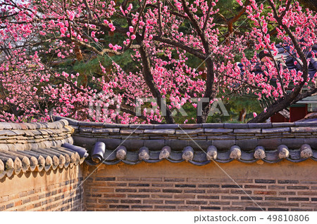 美麗的紅槭在Changdeokgung宮殿和傳統石牆離開 49810806