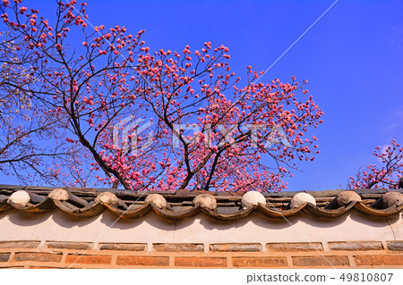 美麗的紅槭在Changdeokgung宮殿和傳統石牆離開 49810807