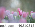 Tulip 49810812